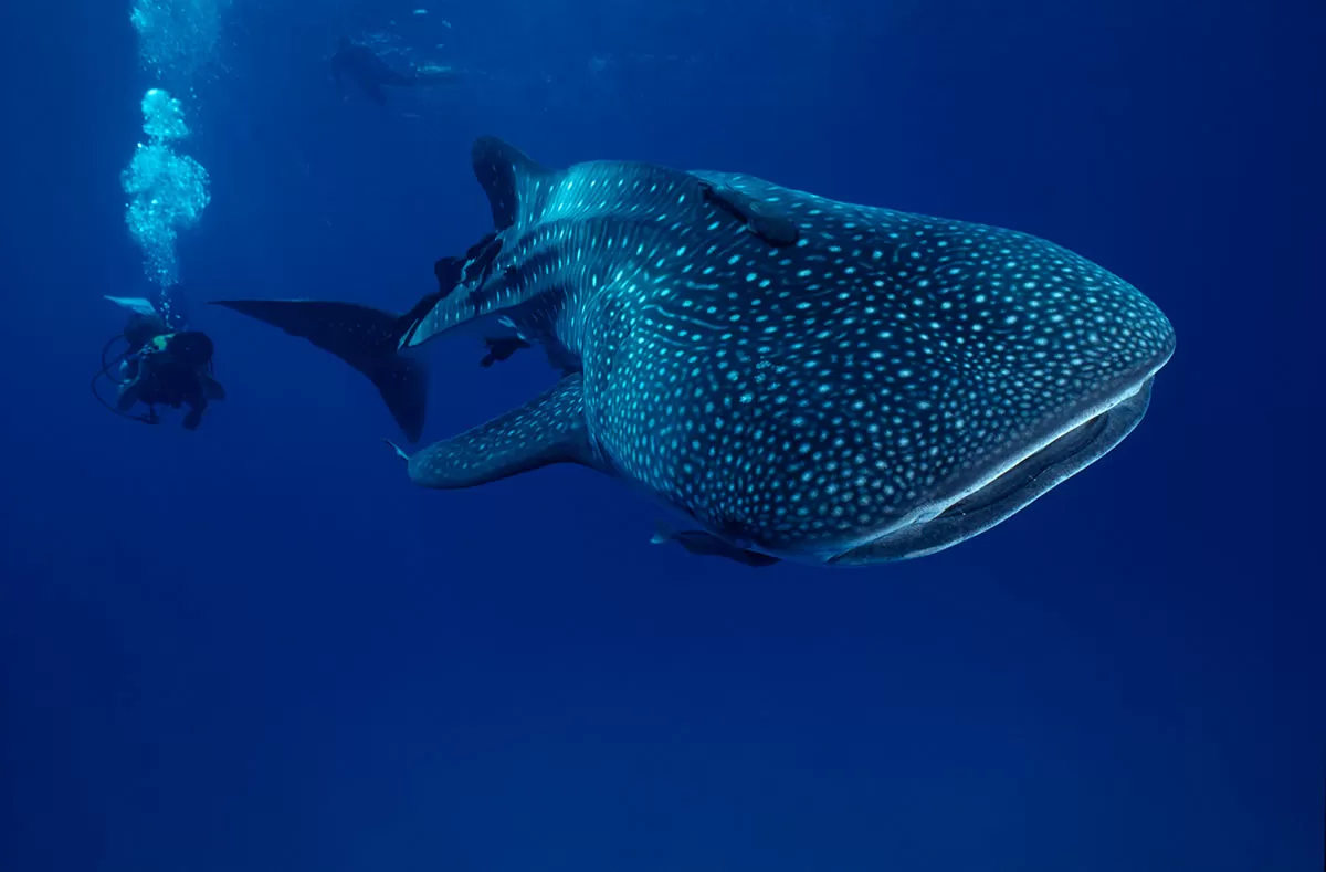 swimming-with-whale-sharks-in-mexico