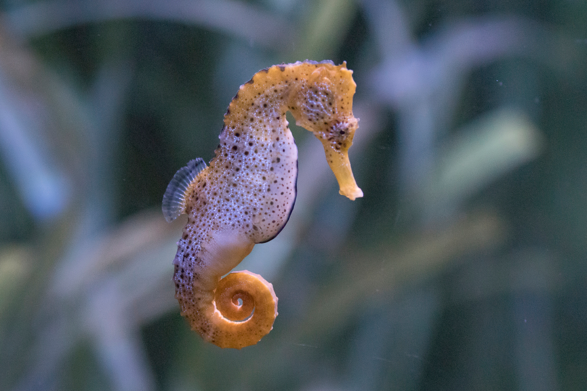 seahorse-in-cancun