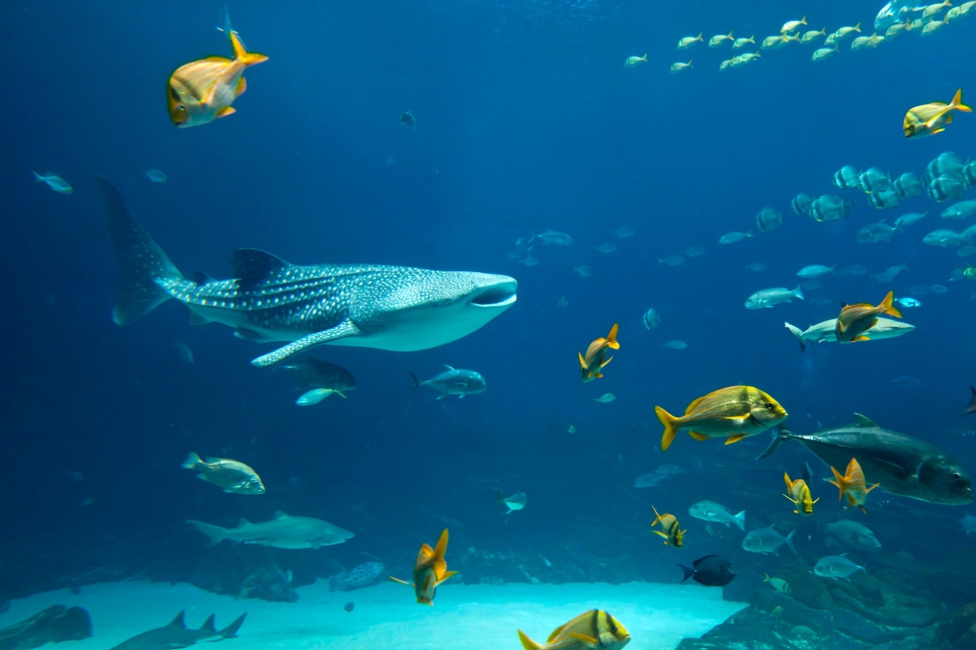 A majestic whale shark swims among colorful tropical fish in deep blue ocean waters.