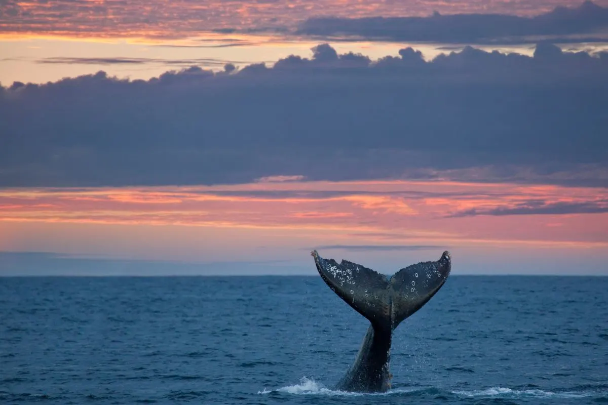 A whale's tail breaches the ocean surface against a vibrant sunset with cloudy skies.
