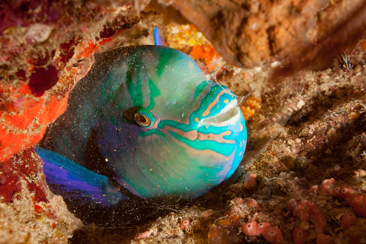 cute-parrotfish-in-cancun