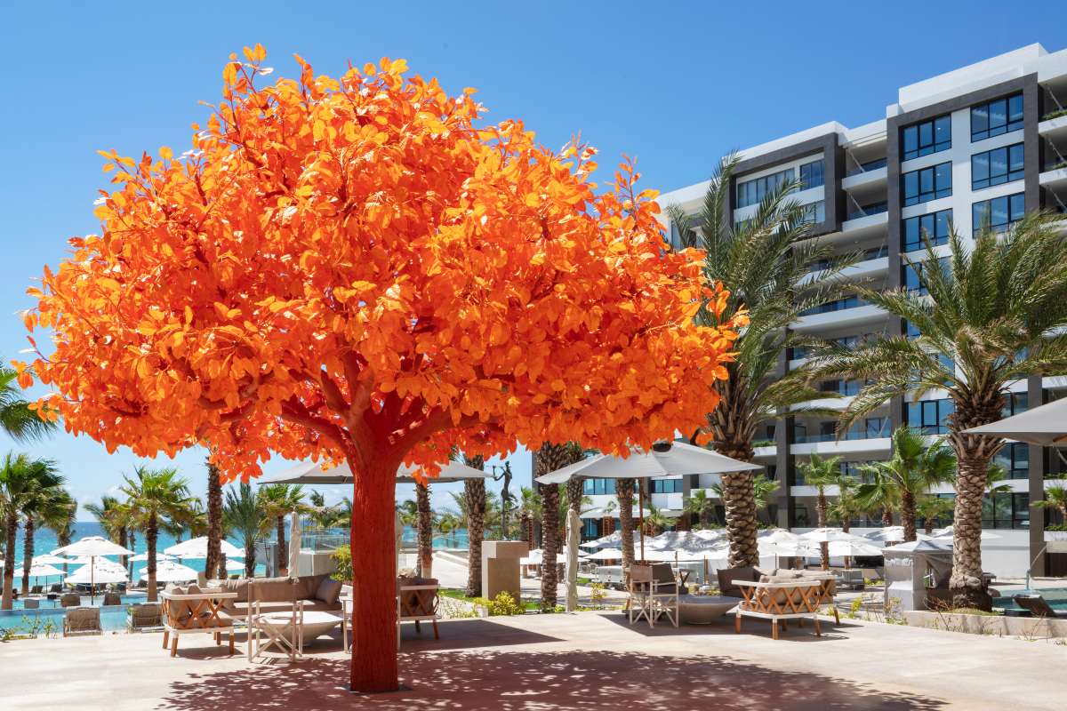 garza-blanca-los-cabos-orange-tree
