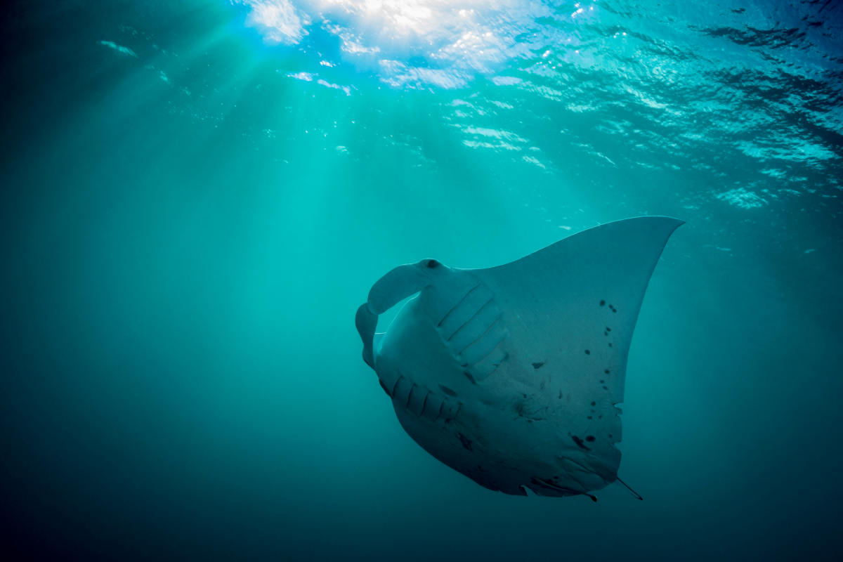 giant-manta-ray