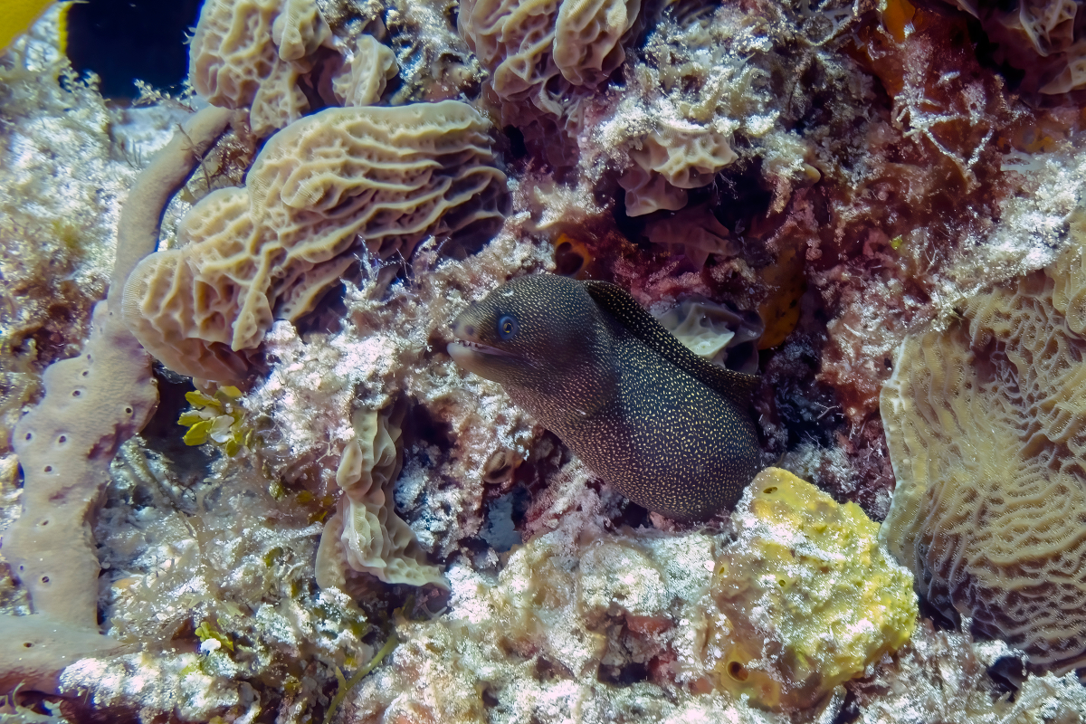 moray-eel-in-cozumel-quintana-roo-mexico