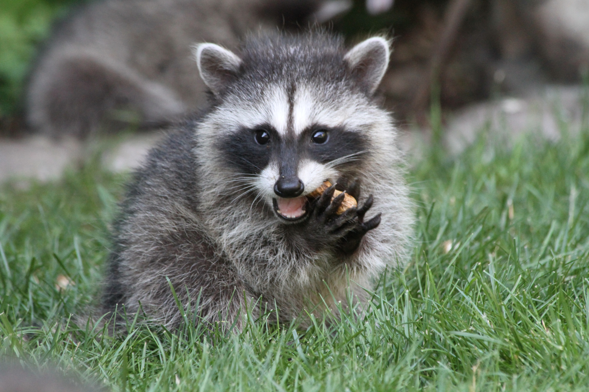 free-baby-raccoon-eating