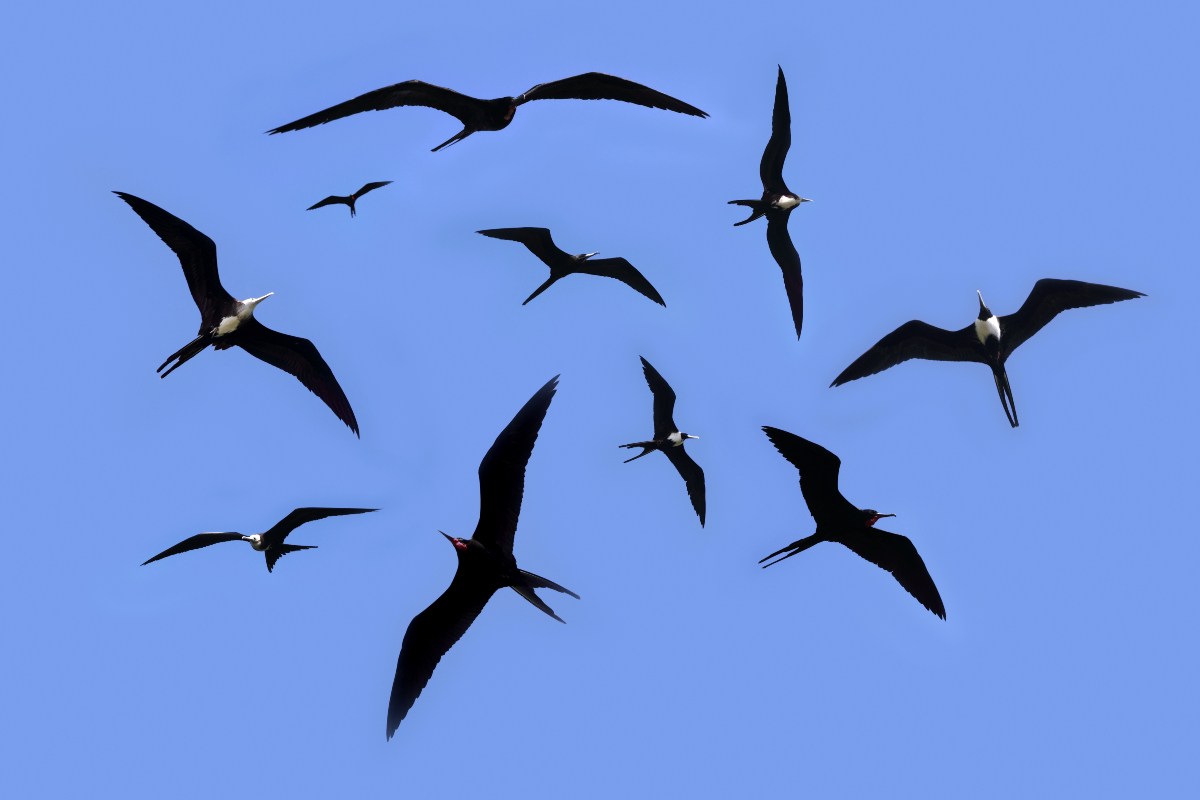 frigate-birds
