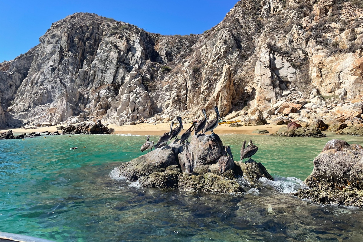 pelicans-sit-on-a-rock-in-the-ocean-in-cabo-san-lucas