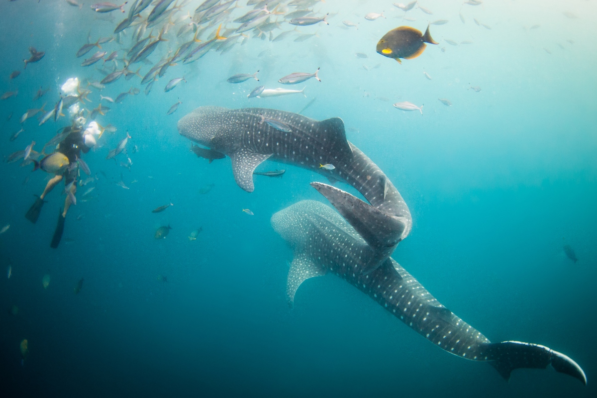 swimming-with-whale-sharks