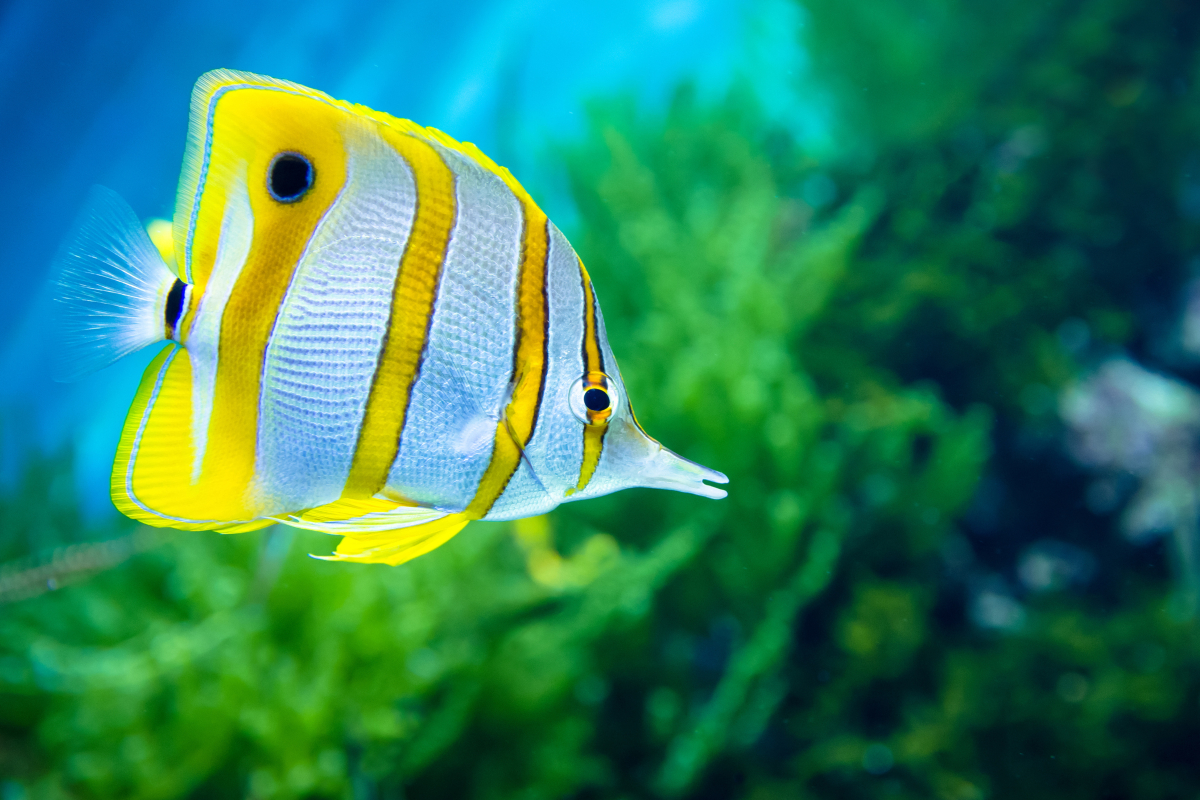 Copperband-butterflyfish