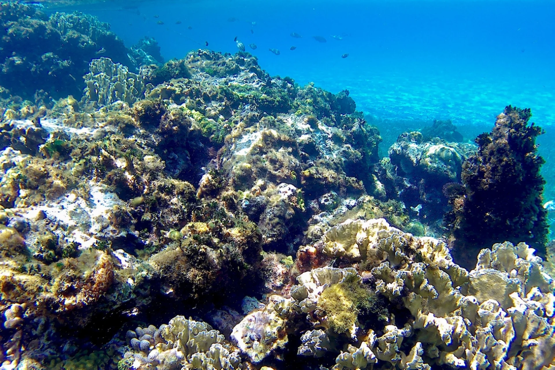 reef