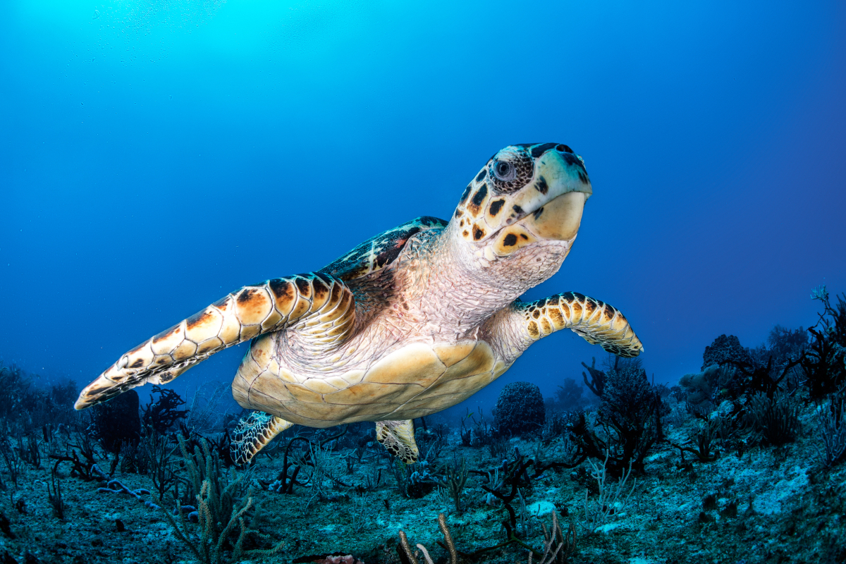 sea-turtle-in-cancun