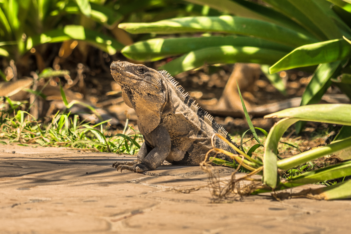 iguana-in-grass