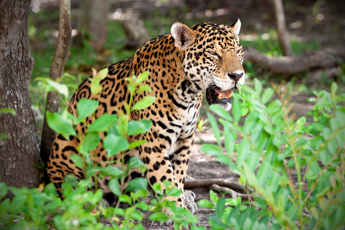 jaguar-in-mexico