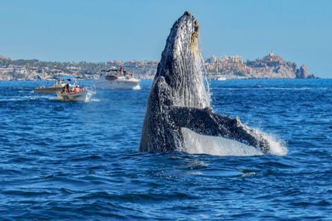 A humpback whale breaching in the ocean near several boats, with a coastal city visible in the background under a clear blue sky.