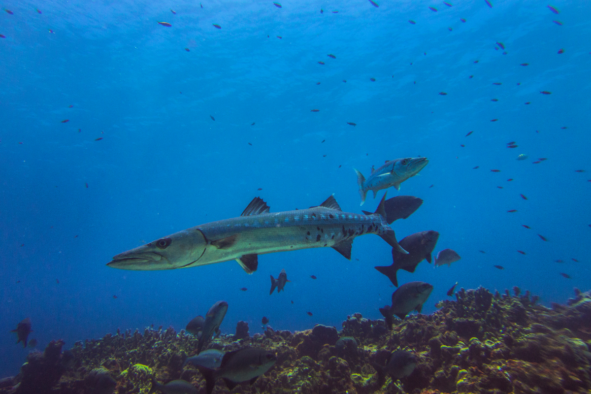 barracuda-fish