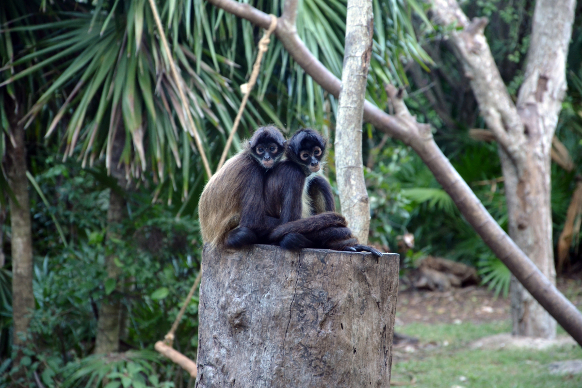 spider-monkeys-in-quintana-roo-mexico
