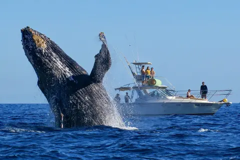 A humpback whale breaching near a boat with people watching, set against a clear blue ocean and sky.