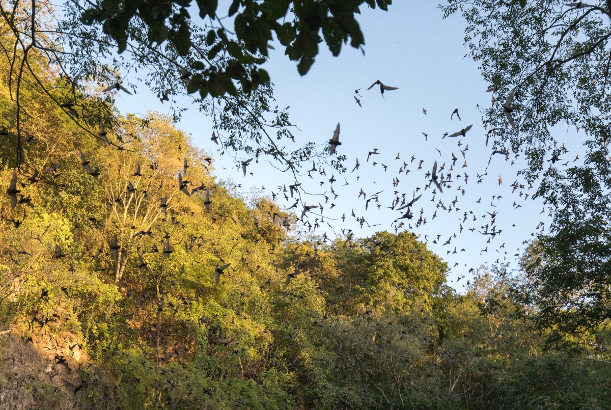 free-bats-in-quintana-roo-mexico