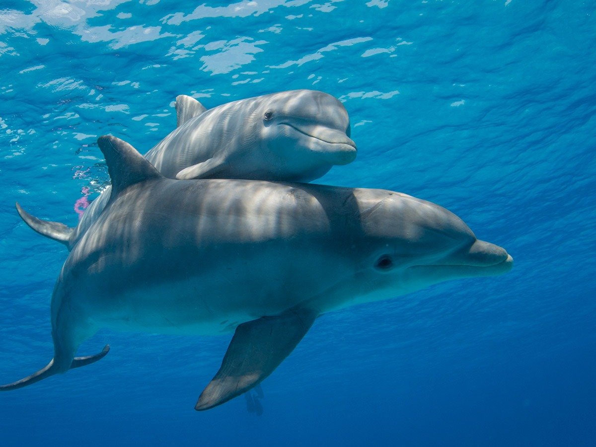 a-couple-of-dolphins