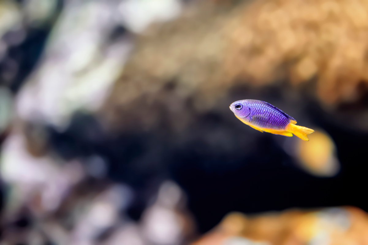 damselfish-yellow-belly-swimming