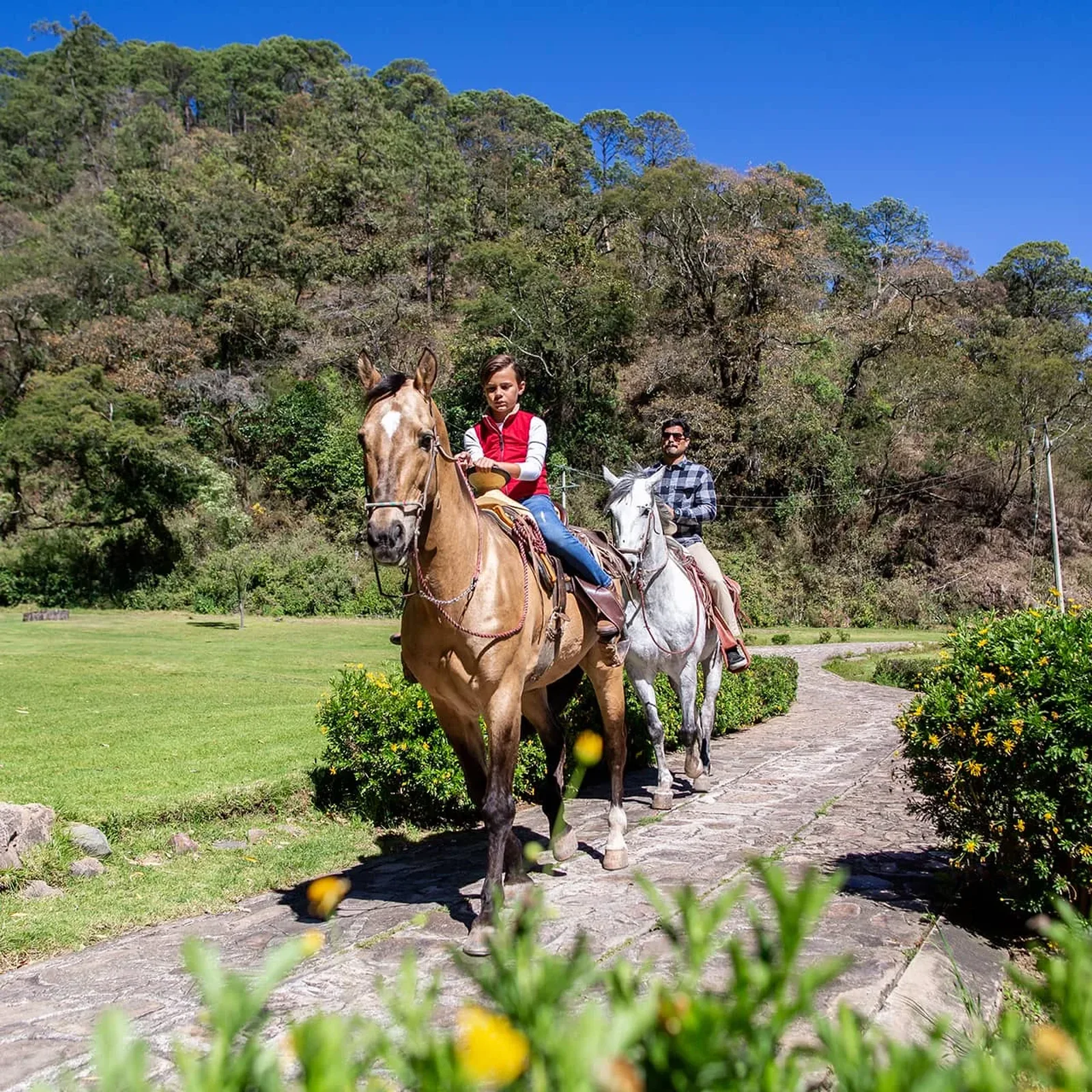Horseback riding along a forest trail