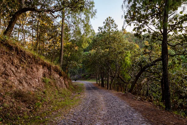 Road to Sierra Lago Resort & Spa through the forest, Mascota, Jalisco