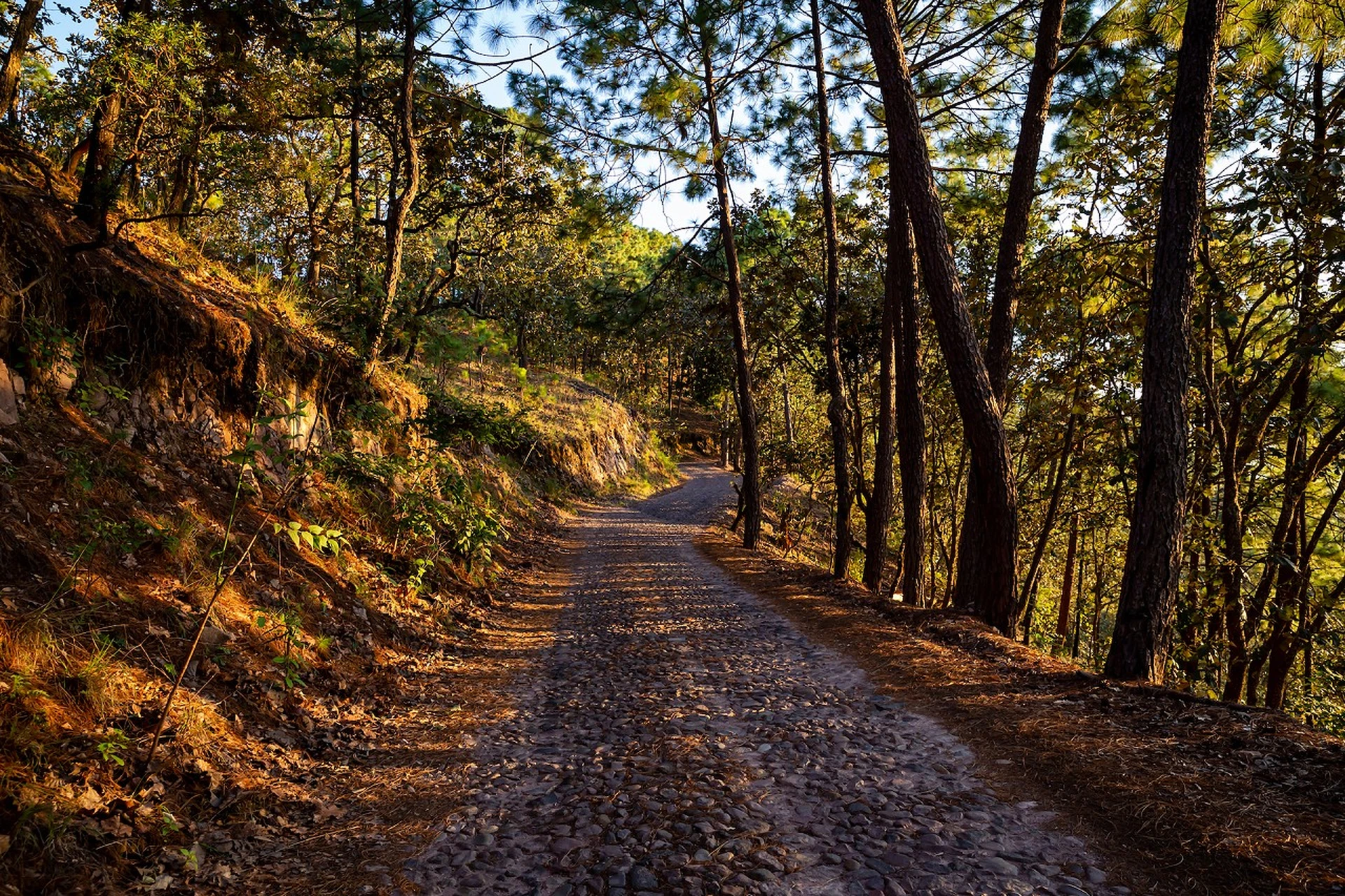 Road to Sierra Lago Resort & Spa through the forest, Mascota, Jalisco