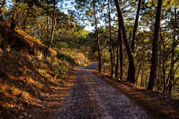 Road to Sierra Lago Resort & Spa through the forest, Mascota, Jalisco