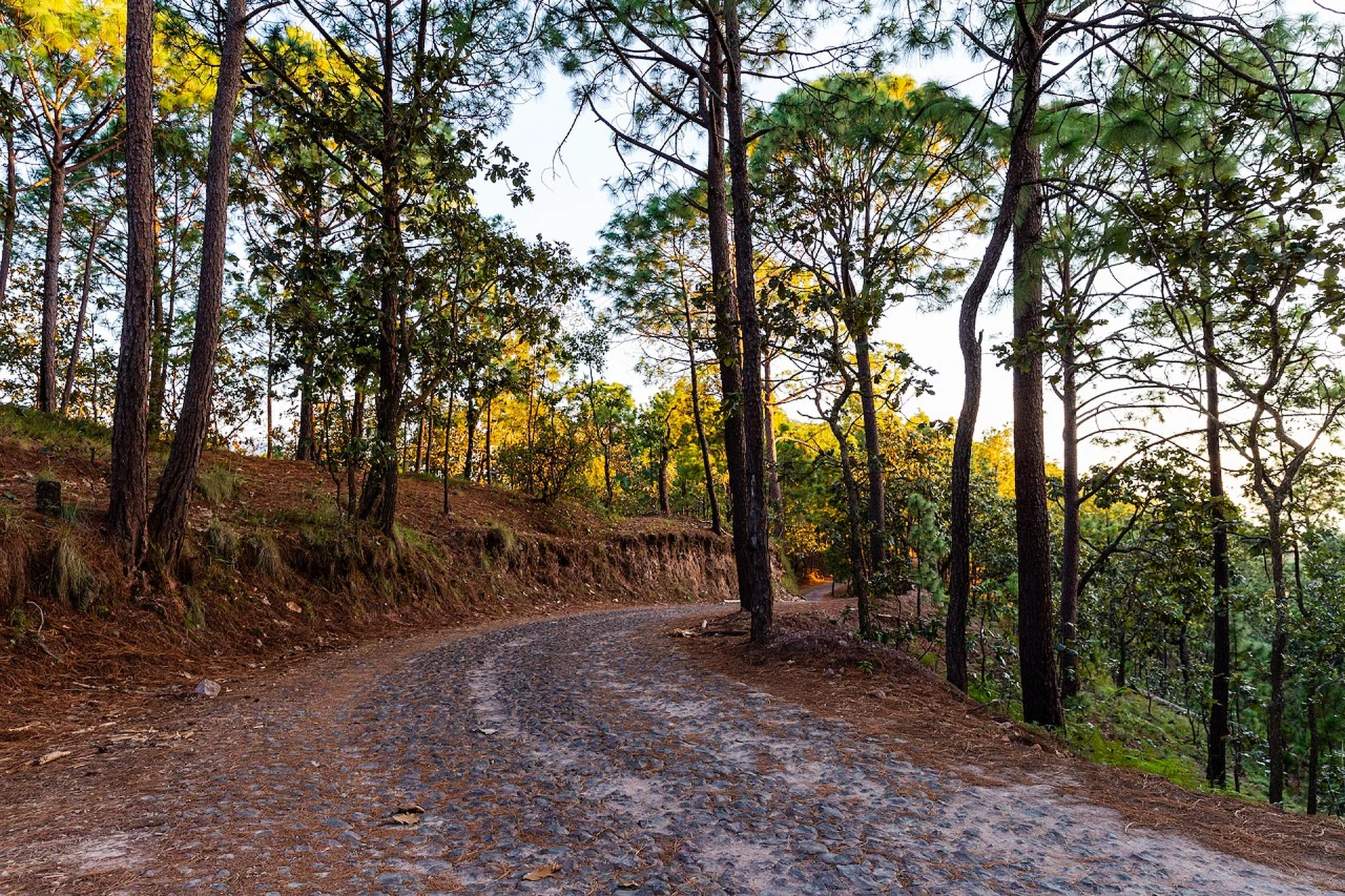 Road to Sierra Lago Resort & Spa through the forest, Mascota, Jalisco