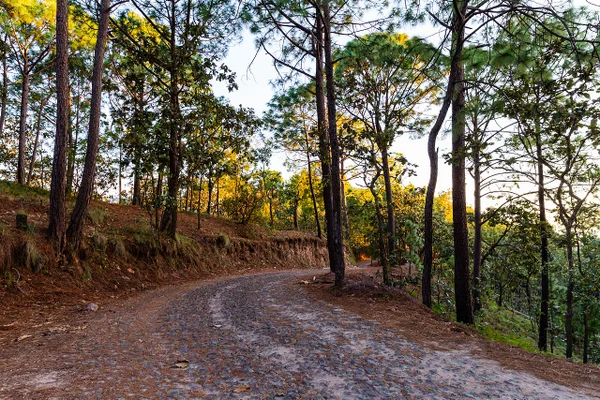 Road to Sierra Lago Resort & Spa through the forest, Mascota, Jalisco