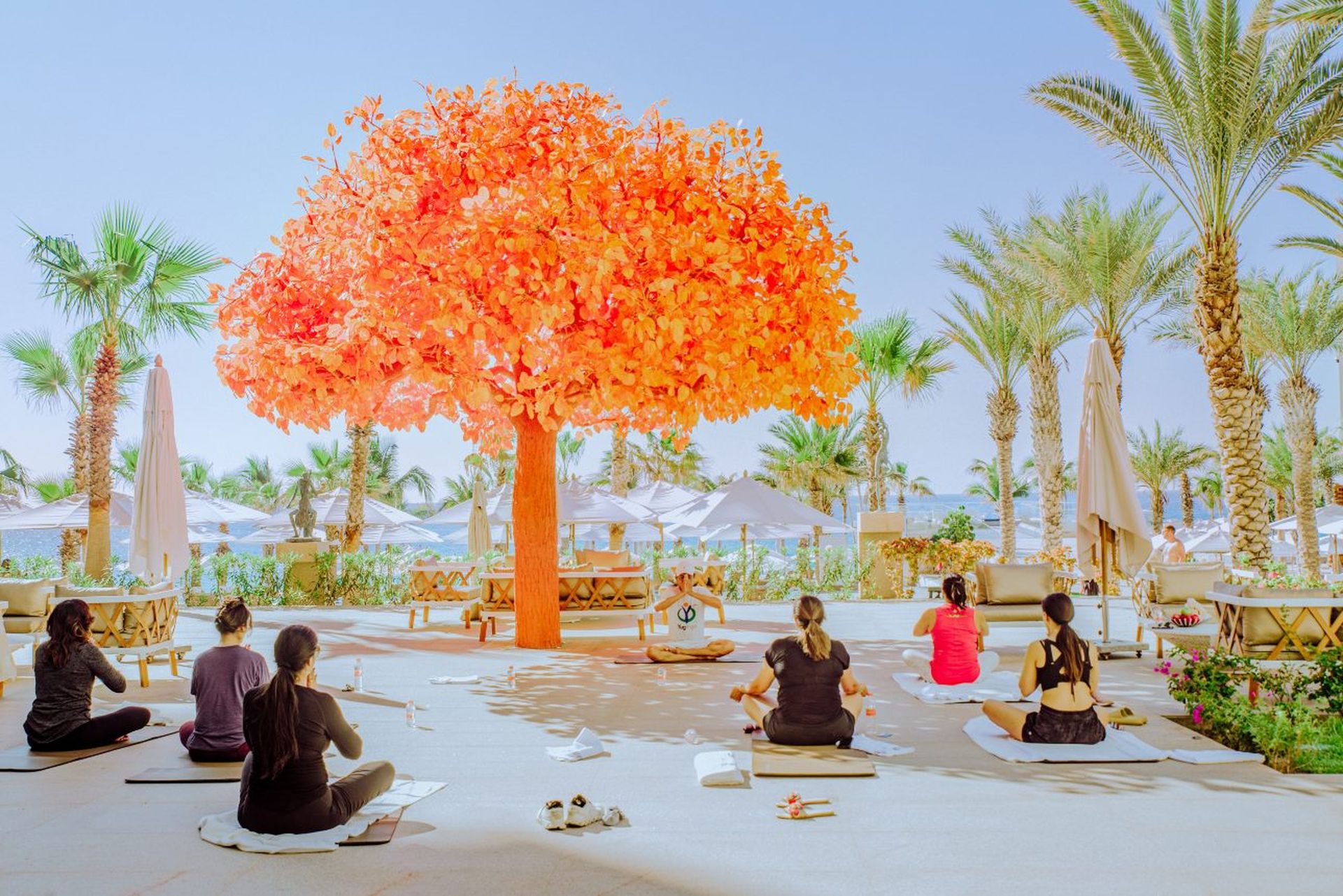 People practicing yoga on a sunny patio featuring a striking orange-leaved tree and surrounded by palm trees.