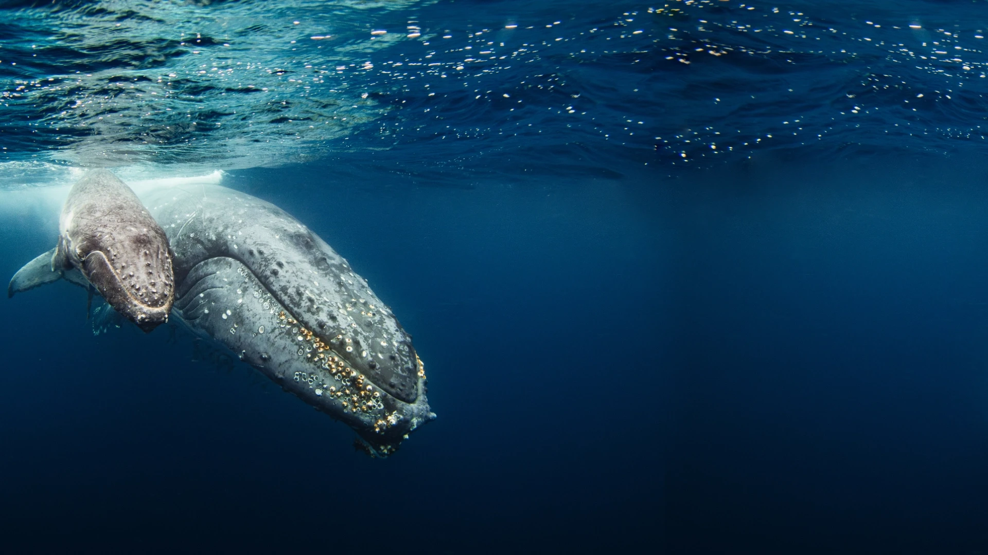 whale sea watch