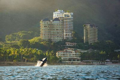 garza blanca vallarta whale