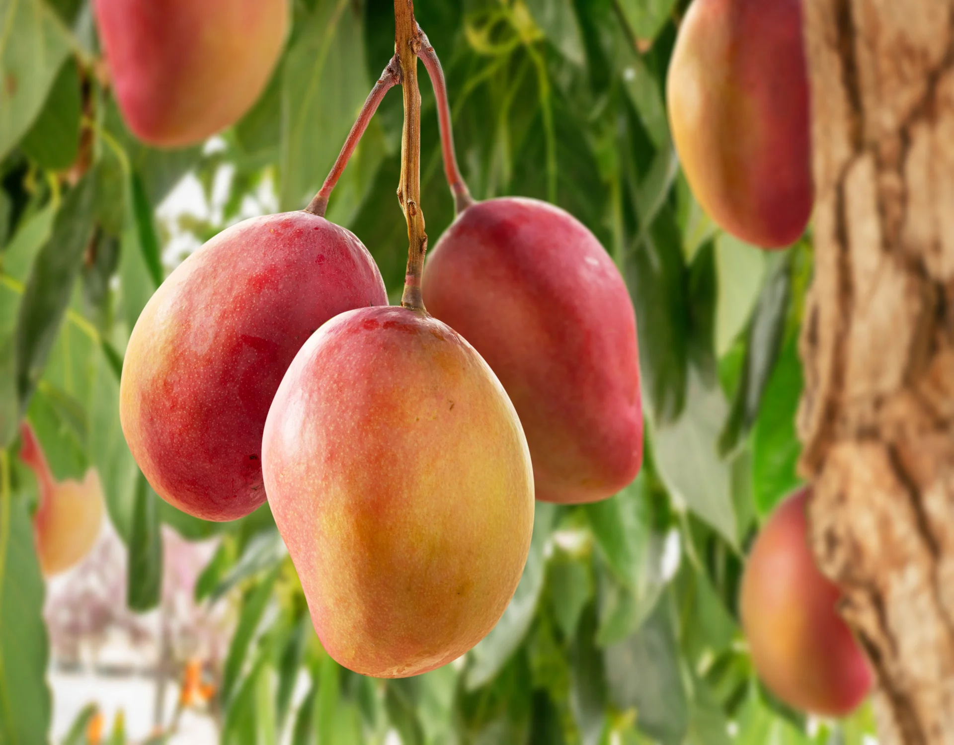 Ripe mangoes on the tree