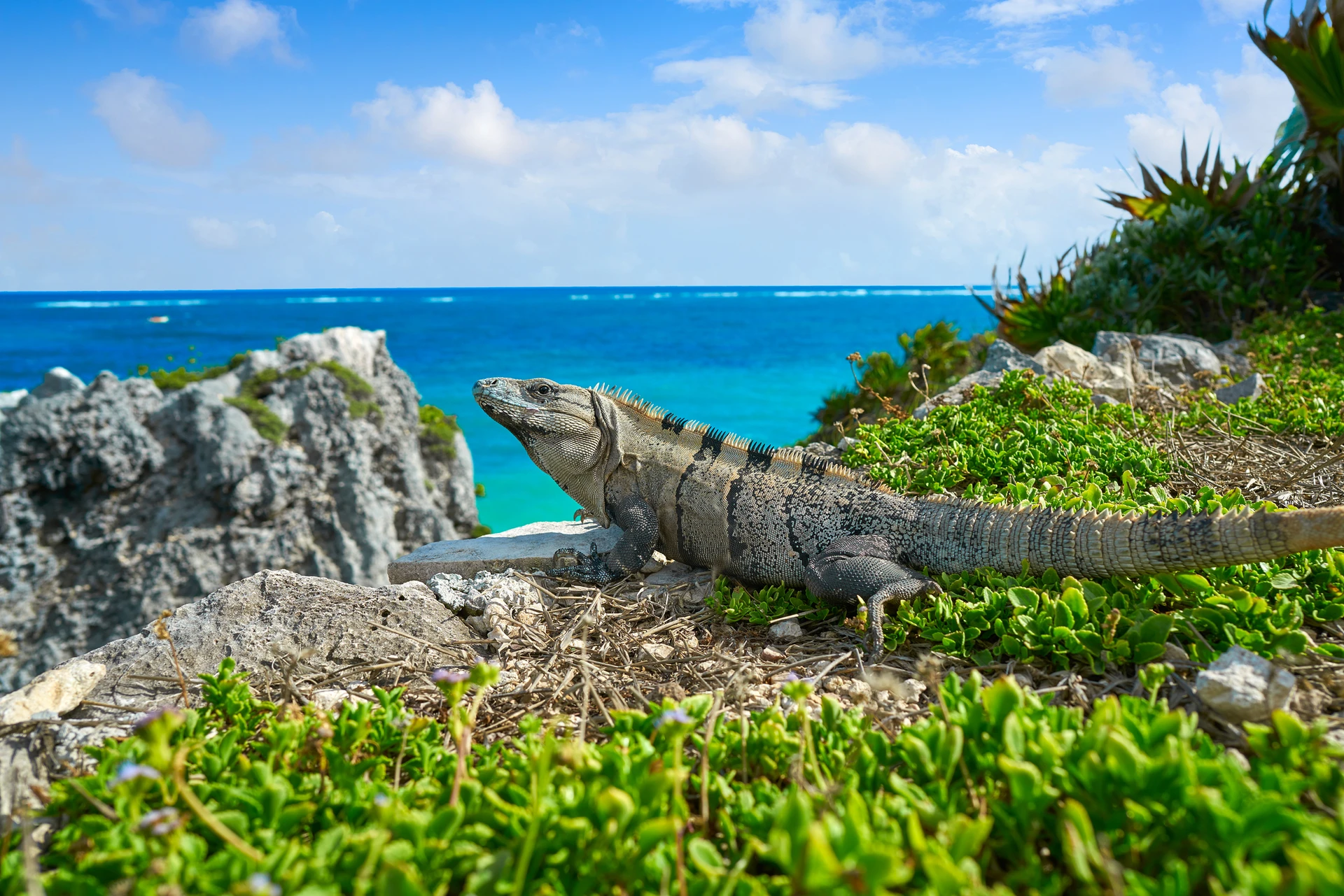 mexican-iguana-in-tulum-with-a-caribbean-sea-background