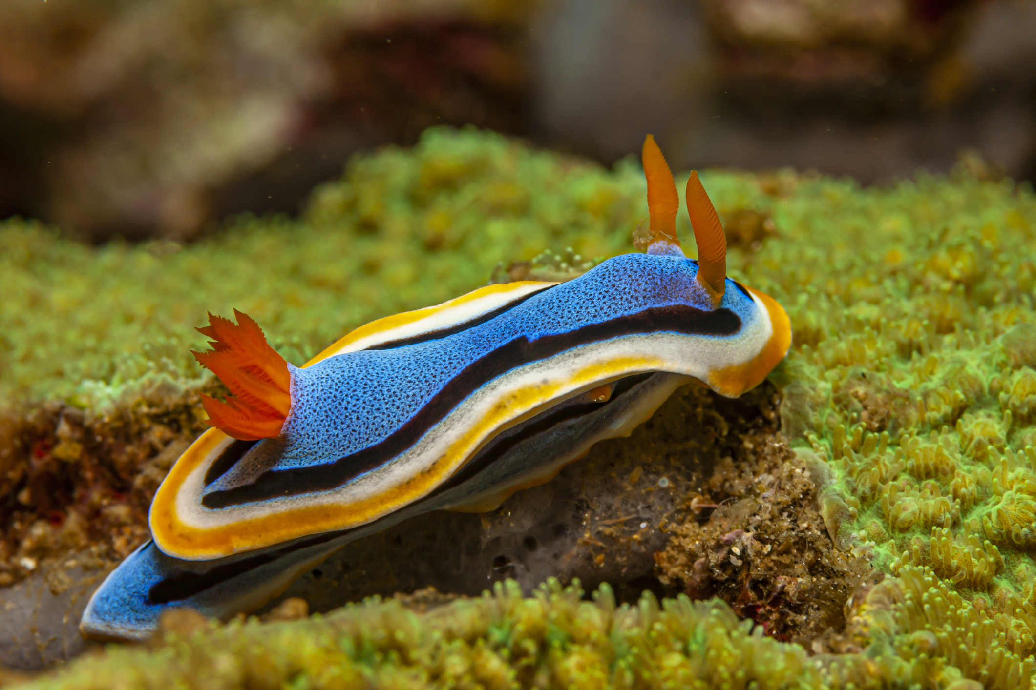 nudibranch-brightly