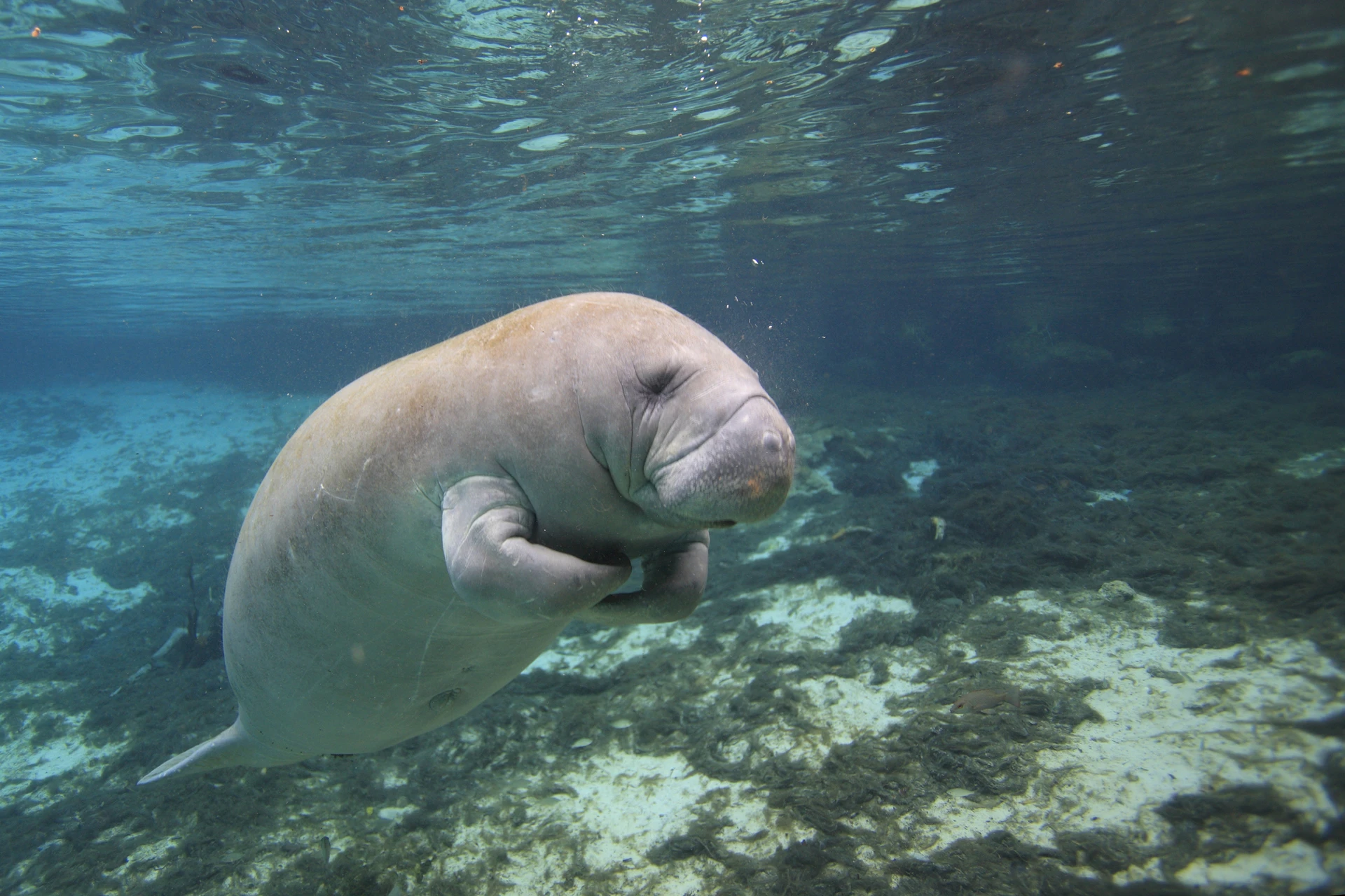 manatee