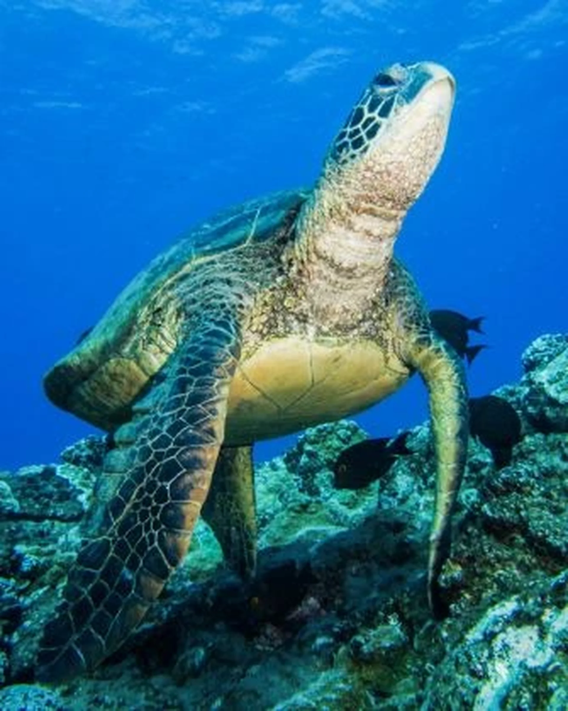 seat turtle swimming