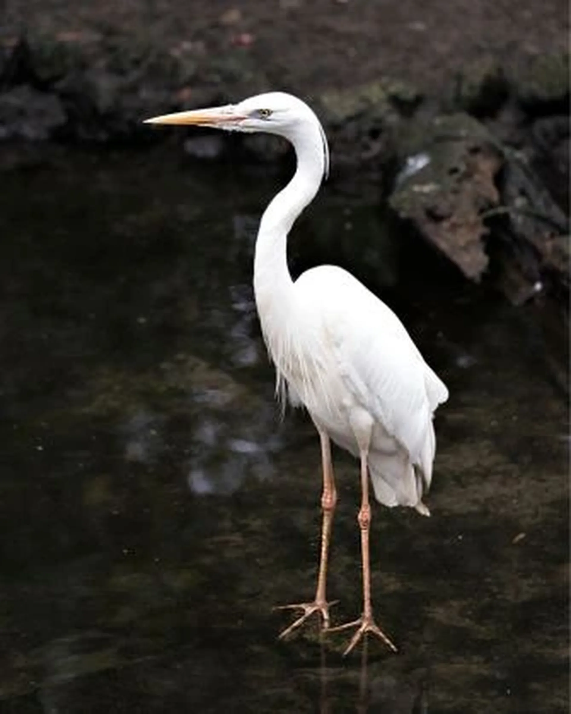 an egret just stand