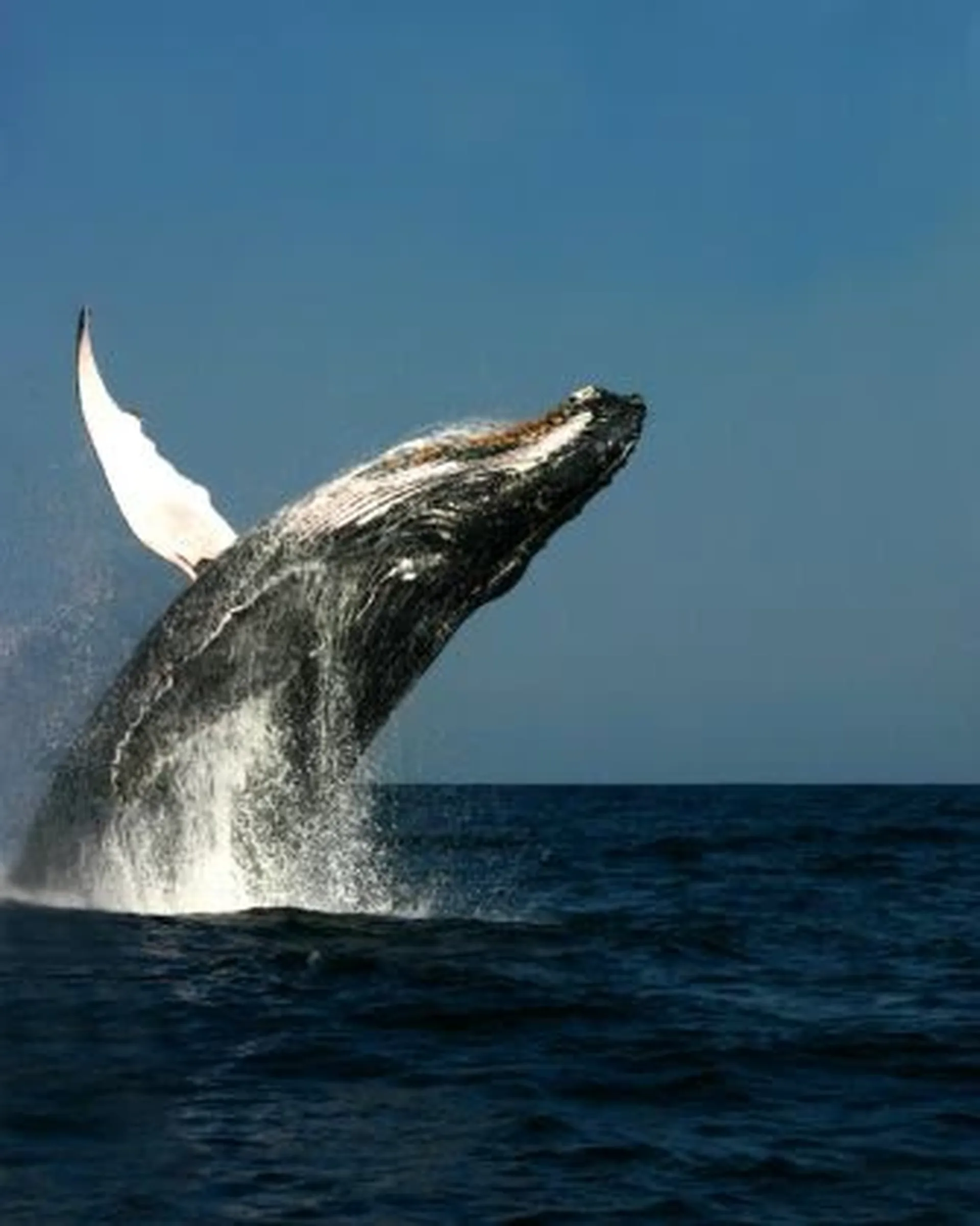 whales season in puerto vallarta