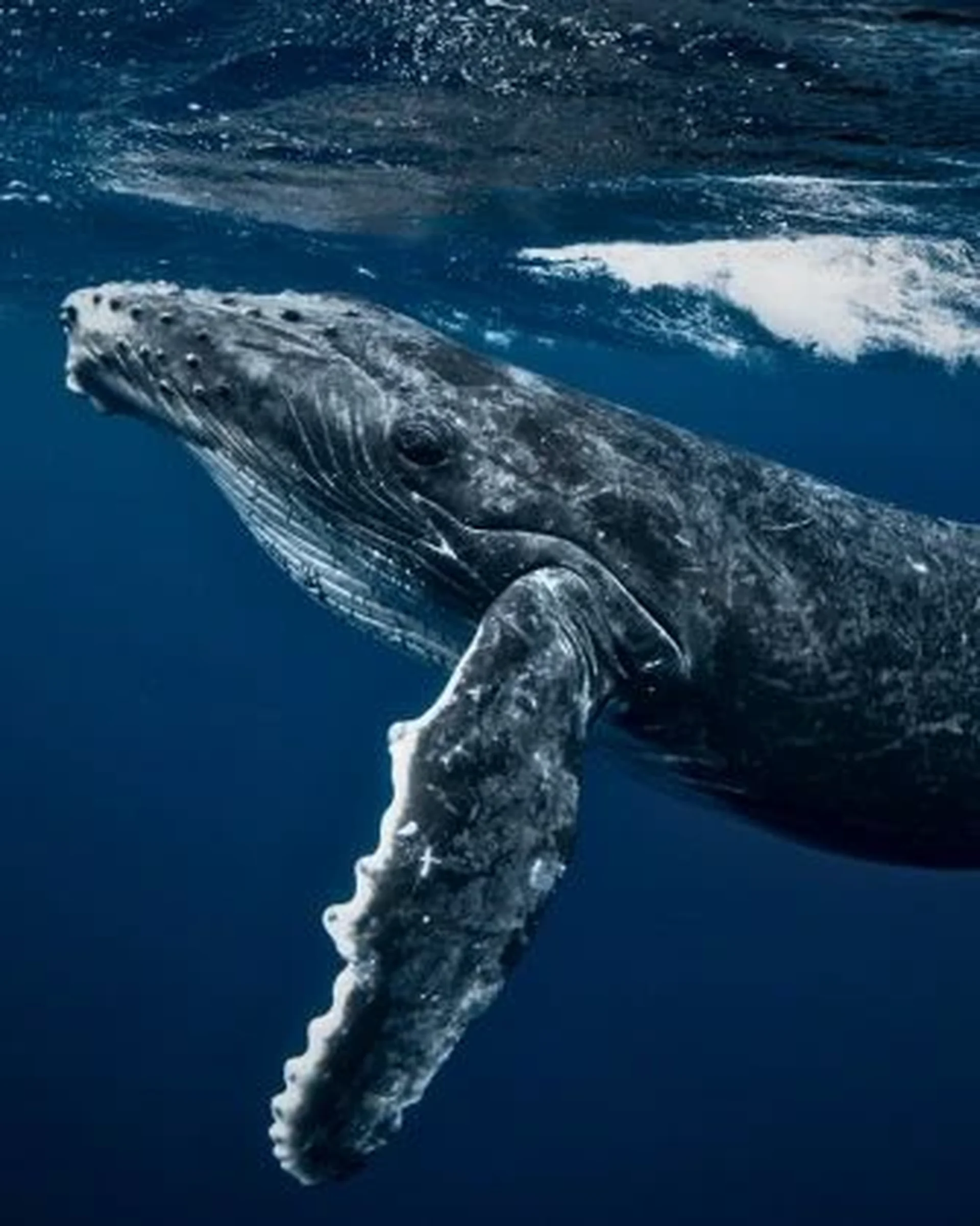humback whale swimming