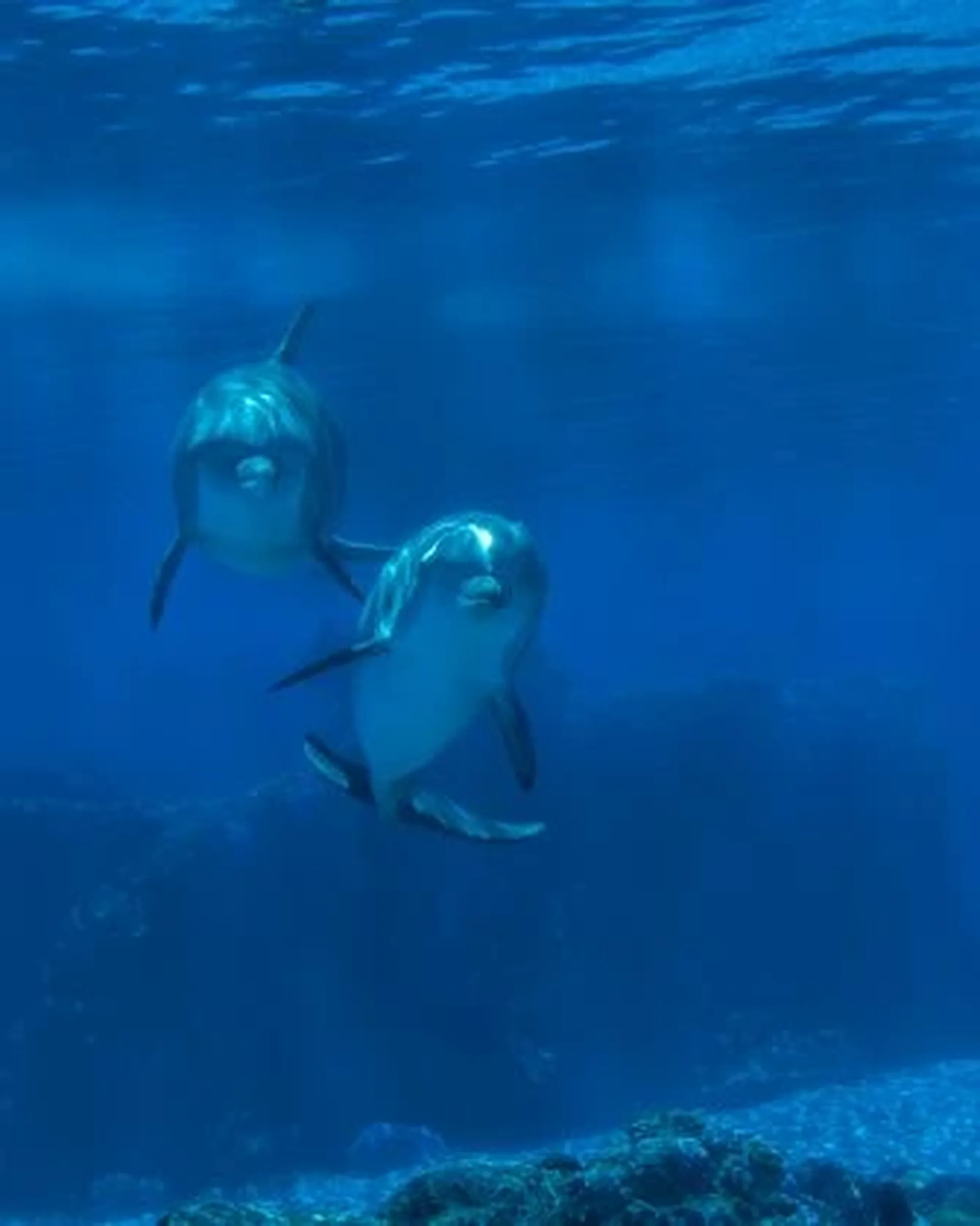 two dolphins swimming