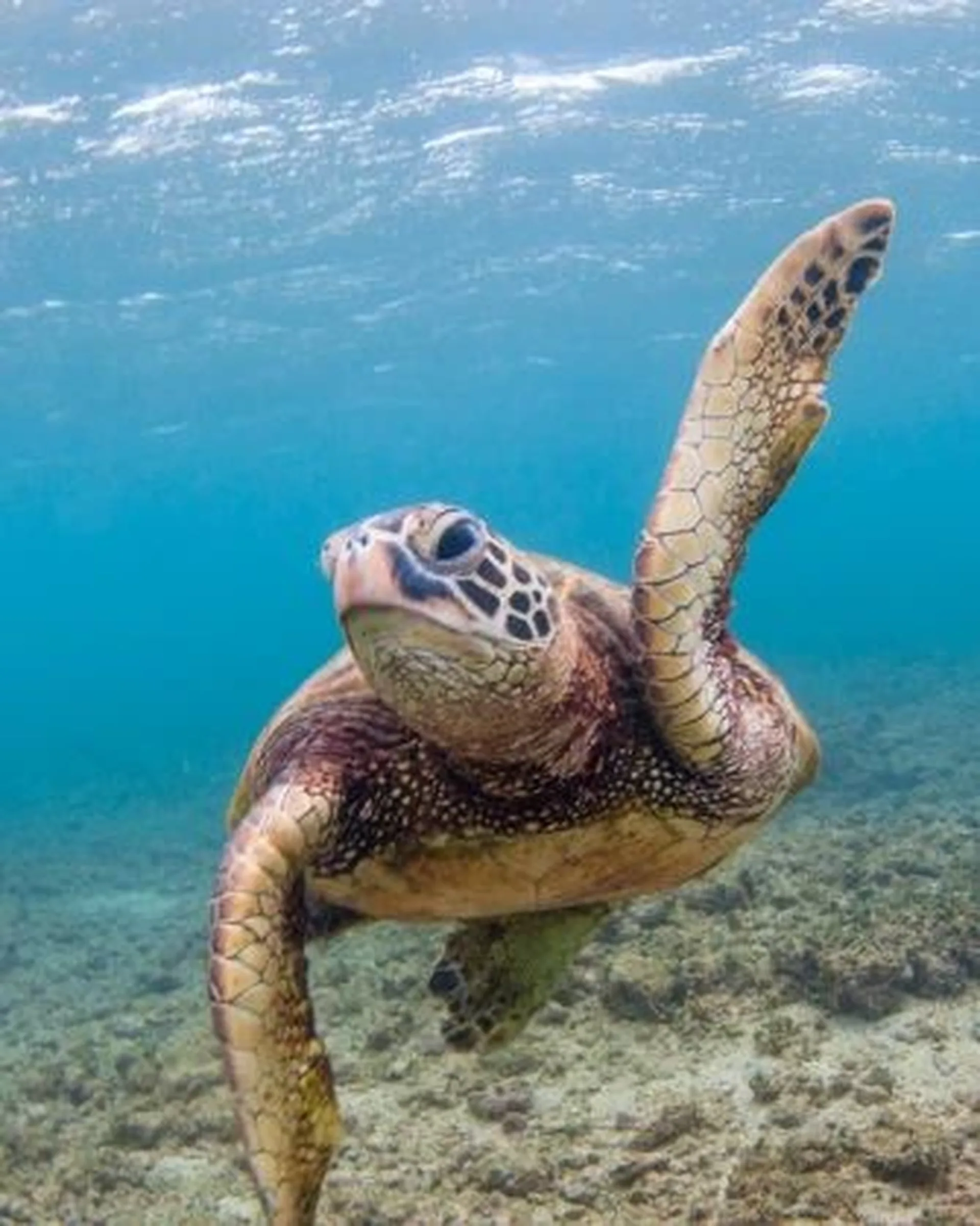 turtule swimming