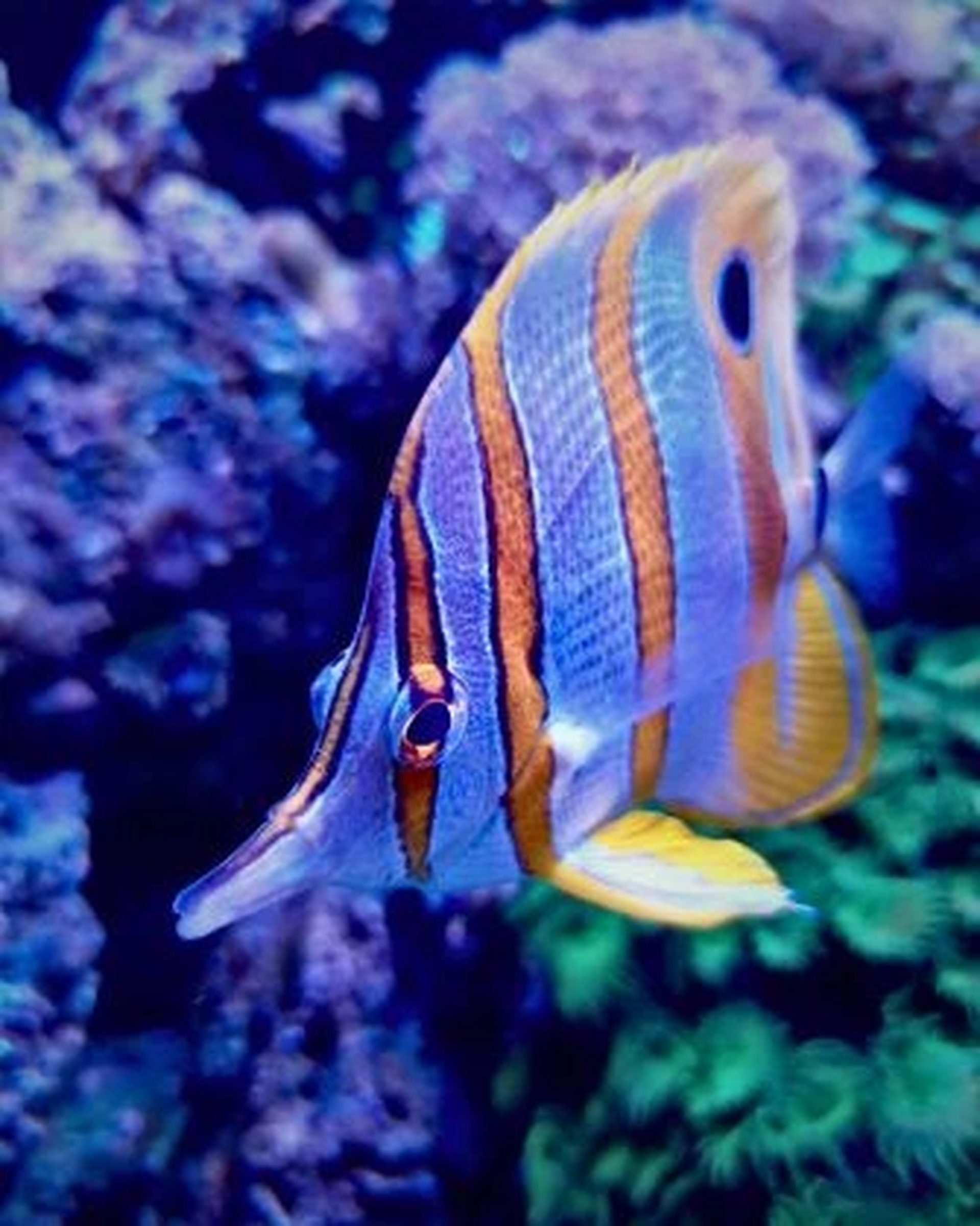 butterfly fish spotted