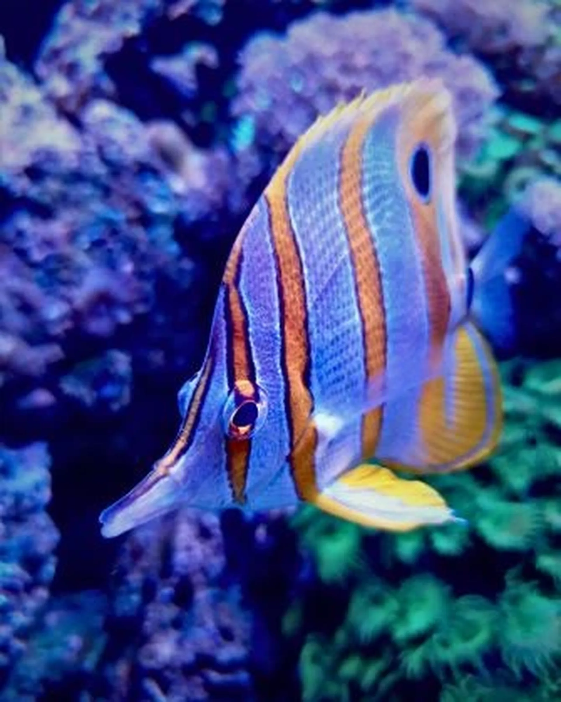 butterfly fish spotted