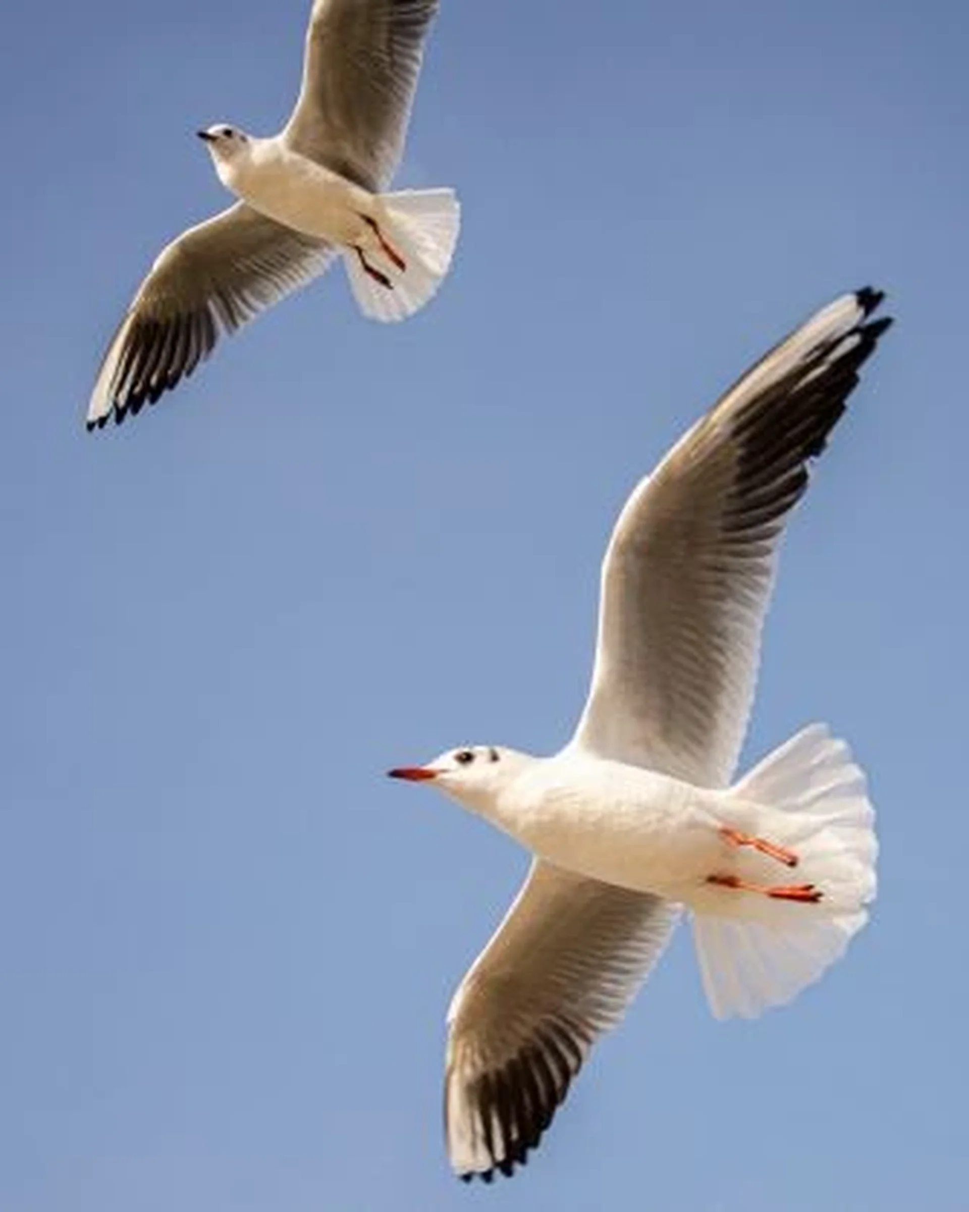 2 seaguls in the sky