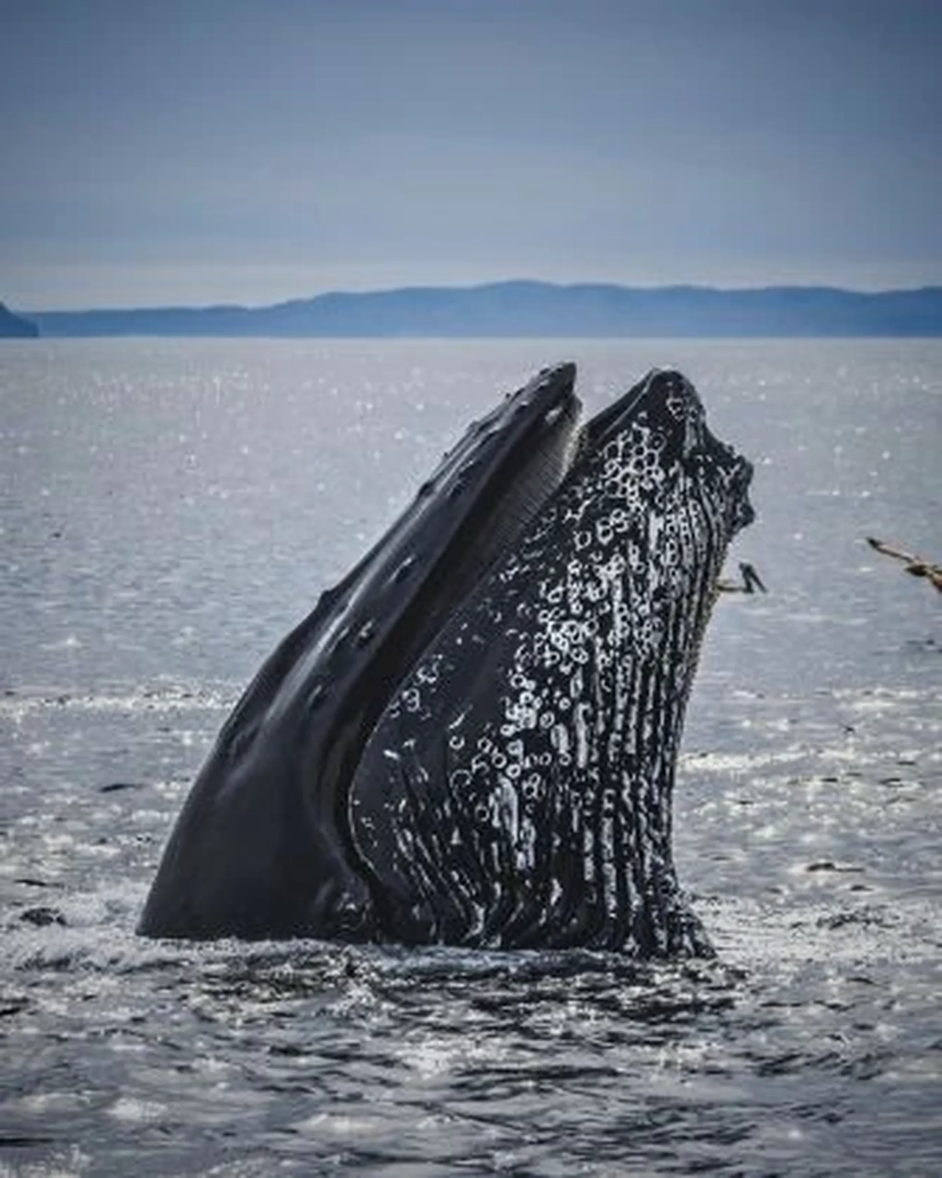 humback whale spyhopping