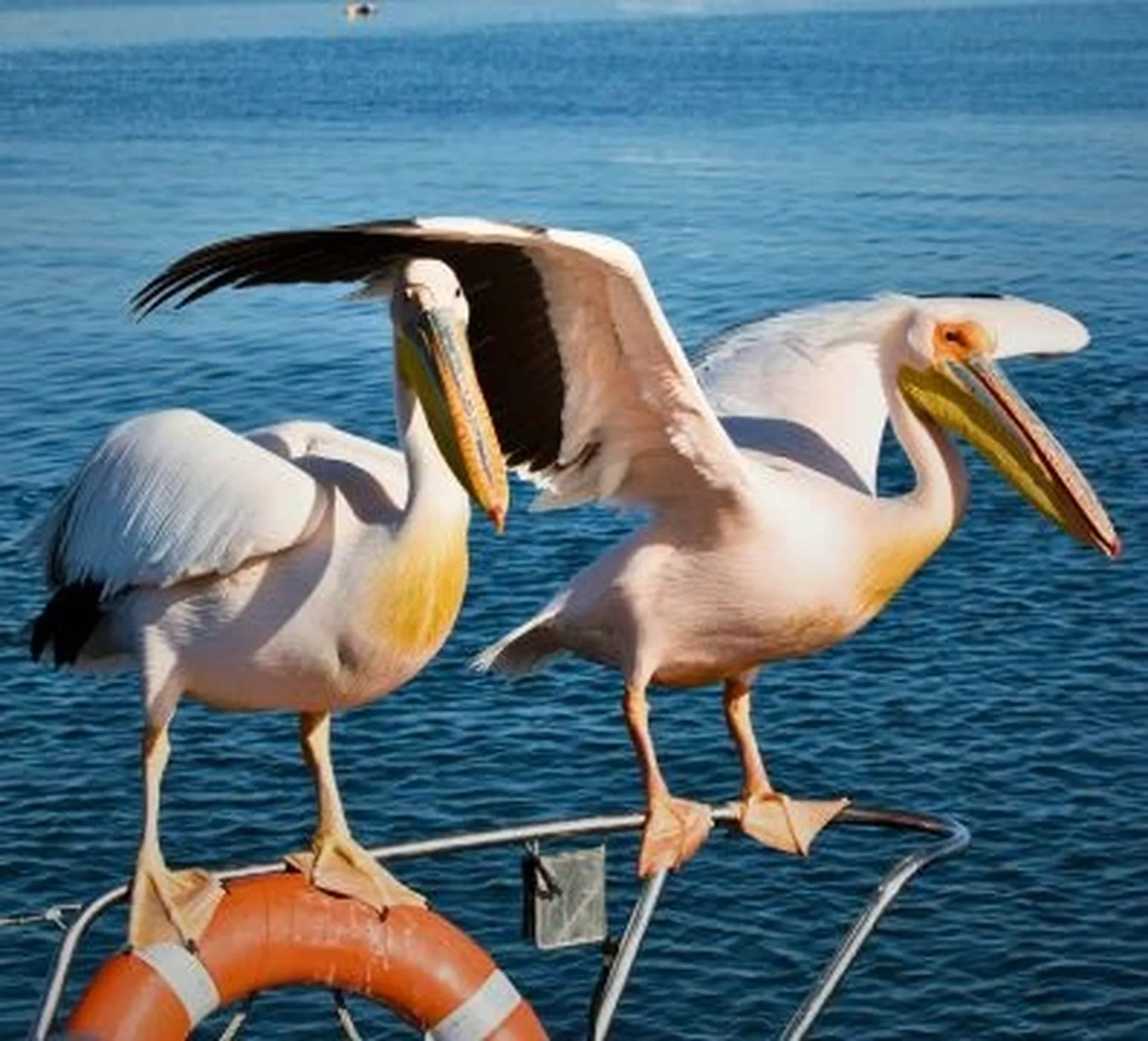 a seagul stand on the boat