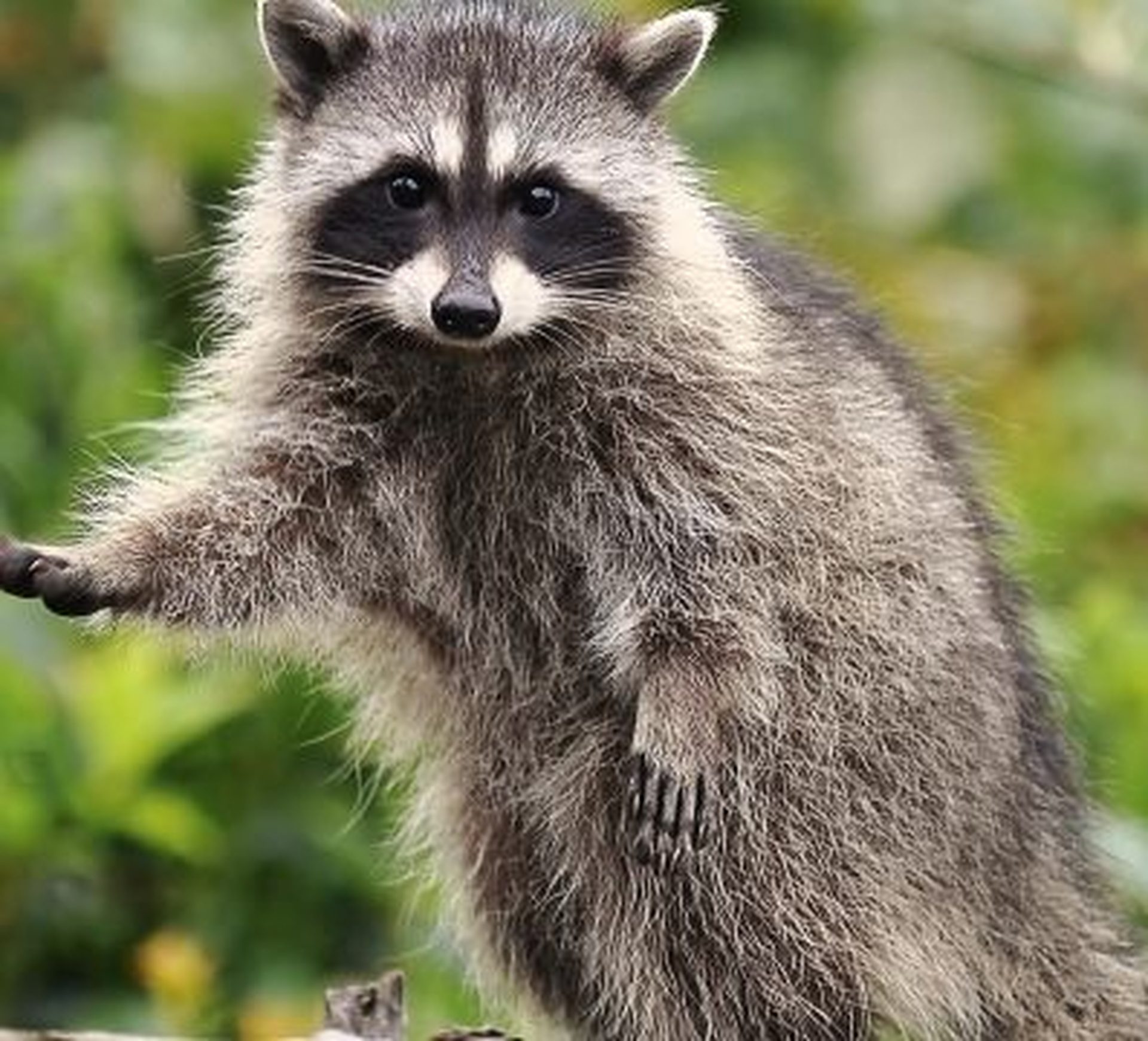 a racoon spotted  in jungle