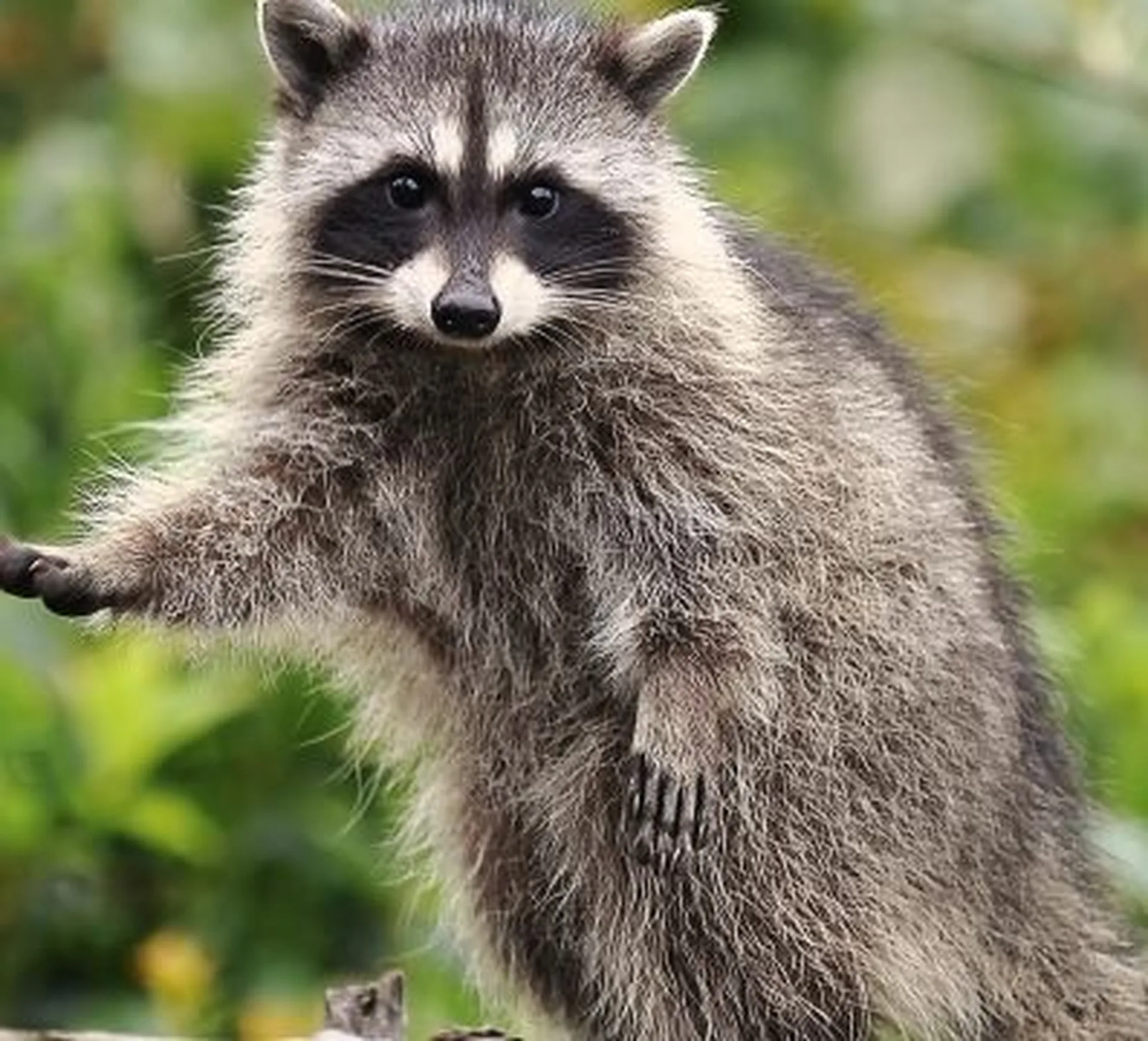 a racoon spotted  in jungle